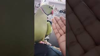 Bolne wala tota trending love cute greenparrot mitthu birds viralvideo shortvideo [upl. by Ordnajela]