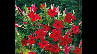 HOW TO GROW AND CARE FOR MANDEVILLA FLOWERS VINE PLANT  BY SUNNY SWIRL [upl. by Priscilla]