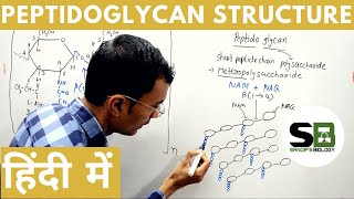 Structure of Peptidoglycan in Hindi [upl. by Ylle982]