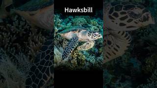 AnimalByte  Hawksbill • 60s [upl. by Odlanar605]