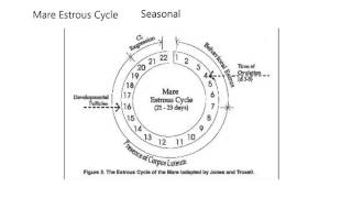 Reproduction5Estrous cycles of dogs cats horses [upl. by Cordula106]