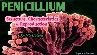 Penicillium  Structure Characteristics amp Reproduction  BSMSBotany  Urdu amp Hindi [upl. by Hoopes211]