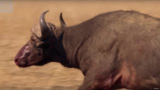 Unbelievable Buffalo Survives A Lion Attack  The Hunt  BBC Earth Explore [upl. by Kamillah]