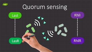 Decoding Quorum Sensing in Pseudomonas aeruginosa  Basic Science Series [upl. by Sevik]