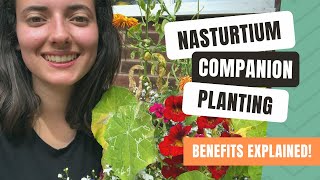 Companion Planting With Nasturtiums To Deter Garden Pests [upl. by Ellasal]