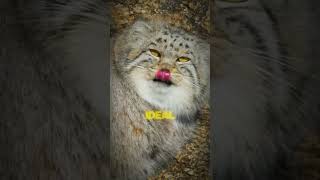 The Worlds Grumpiest Cat Discover the Pallas’s Cat’s Struggle for Survival shorts cat [upl. by Cocks]