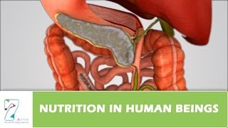 Nutrition in Human Beings [upl. by Damaris]