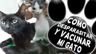 Como desparasitar y vacunar mi gato [upl. by Gylys541]