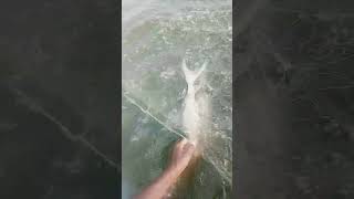 fishing fiish beachfishing fish filefish carpfishing fihing videogama nature fiahing [upl. by Topliffe]