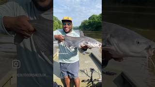 Catching BIG Catfish on LIVE BLUEGILL catfishing fishinglife fish fishing fishingvideo [upl. by Murray405]