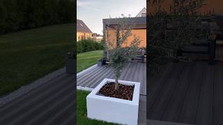 DIY Hochbeet Pflanzkübel für Olivenbaum einpflanzen Zitronenbaum pflanzen Garten Beet Rindenmulch [upl. by Htebazil865]