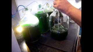 How to Culture Phytoplankton [upl. by Story]