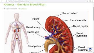 Where the Kidney is Located in the Body and Its Functions [upl. by Queena]