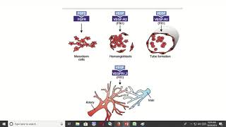 A Comparative Analysis of Vasculogenesis and Angiogenesis [upl. by Gad]