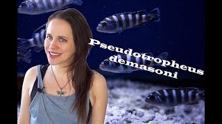 Pseudotropheus demasoni Aquarium  Breeding Colony amp Care Information [upl. by Merriman]