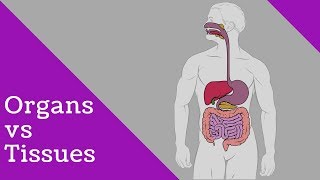 Difference tissues and organs [upl. by Witkin1]