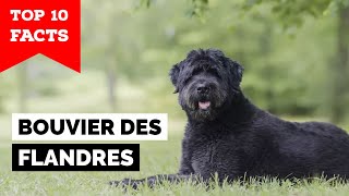 Bouvier des Flandres  Top 10 Facts [upl. by Farkas]