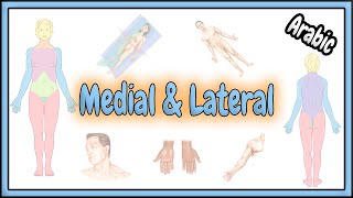 15 Medial amp Lateral Terms  مصطلحي الأنسي الداخلي و الوحشي الجانبي [upl. by Damha]