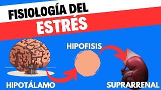 Fisiología del eje HipotálamoHipófisisSuprarrenal [upl. by Nilre732]