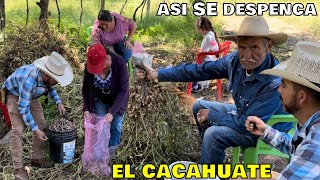 Como Despencar El Cacahute De La Mata 🥜👏🌎🇲🇽👌 [upl. by Ocsinarf]