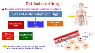 Lecture 2 Distribution of Drugs  Dr Elsayed Abdelhadi 2023  2024 [upl. by Skipper]