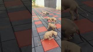 Chippipaarai old lineage puppies for sale [upl. by Damarra]