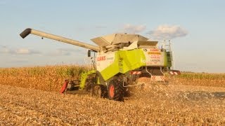 Loonwerken De Bruyne  Claas Lexion 600 TerraTrac  mais dorsen [upl. by Nawd]