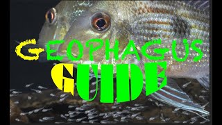 Geophagus  Guide to Amazonian Eartheaters  nearly all Geophagus species [upl. by Dinerman]