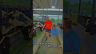 Success dairy farming India dairy farm in a village new dairy farming best dairy farmingfarm [upl. by Sebastian687]