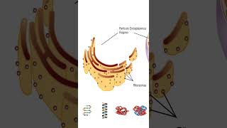 🧬 REG o REL  medicina salud ciencia biologiacelular biologia microbiología anatomia [upl. by Kienan]