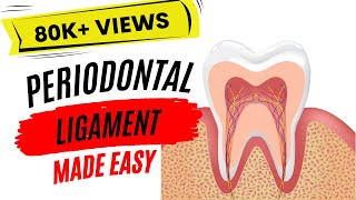 Periodontal ligament [upl. by Rodger160]