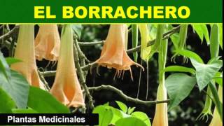 230 El Borrachero Plantas Medicinales [upl. by Ahtabbat]