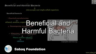 Beneficial Bacteria Harmful Bacteria Biology Lecture  Sabaqpk [upl. by Ardnoyek]