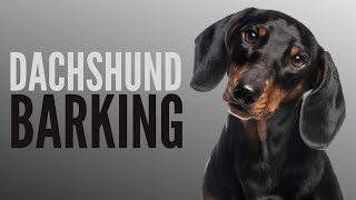 Dachshund Talking And Barking  Funny Dachshund Bark [upl. by Balcke506]