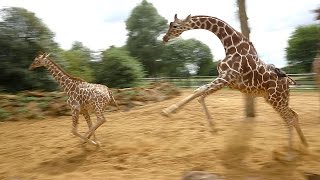 Giraffes walk gallop and play at ZSL Whipsnade Zoo [upl. by Nahaj]