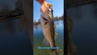 4 pound winter largemouth bass fishing largemouthbass giantbass bass [upl. by Nerot472]