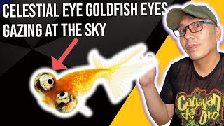 celestial eye fancy goldfish amazing Bug Eyed Star gazer goldfish [upl. by Marty]