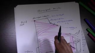 Pharyngeal Muscles [upl. by Terrena]