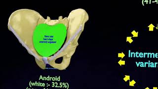 types of female pelvis images  female pelvis types  3d animation types of pelvic bones in females [upl. by Ellinnet]