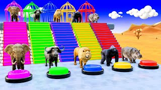 5 Giant Duck Cartoon Cow Elephant Tiger Paint Wild Animals Crossing Fountain Animation [upl. by Lorn]