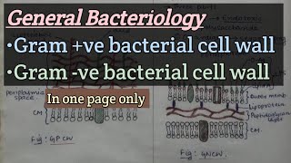 General Bacteriology  Cell wall of gram positive amp gram negative bacteria  With Diagram  One page [upl. by Cline]