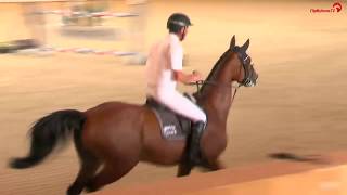 Ludger Beerbaum  Cool Down  Late Entry  Riesenbeck International  2016 [upl. by Norrv]