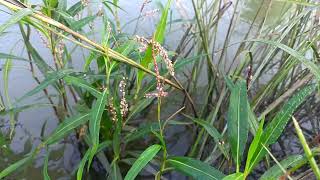 kasdol forest sanctuary kasdol forest chhattisgarh [upl. by Spatola]