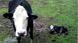 Angry Cow protecting newborn calf [upl. by Birgit]