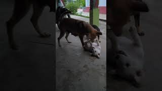 Dog masters play with puppies [upl. by Leahcym]