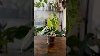 Variegated Alocasia Frydek 7 Month Update plants plantcommunity [upl. by Rheims393]