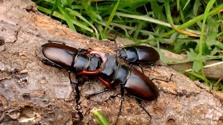 STAG BEETLE FIGHT  HIRSCHKÄFERKAMPF  Lucanus cervus cervus [upl. by Eppilihp]