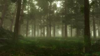 Forest Sounds  Woodland Ambience Bird Song [upl. by Hgielah]