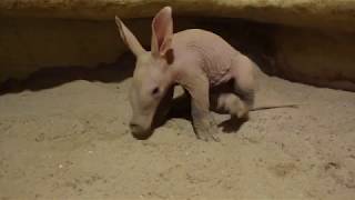 Meet our Aardvark baby [upl. by Verdha]