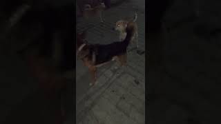 German shepherd vs desi 🐕fightdoglover dogfight [upl. by Syned]